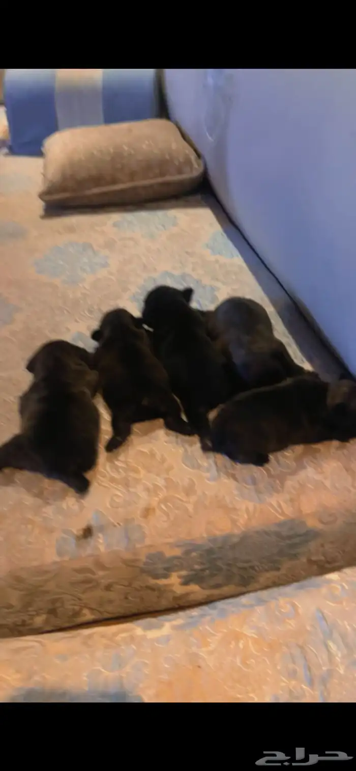 فرنش بول دوق بيور 45يوم 9