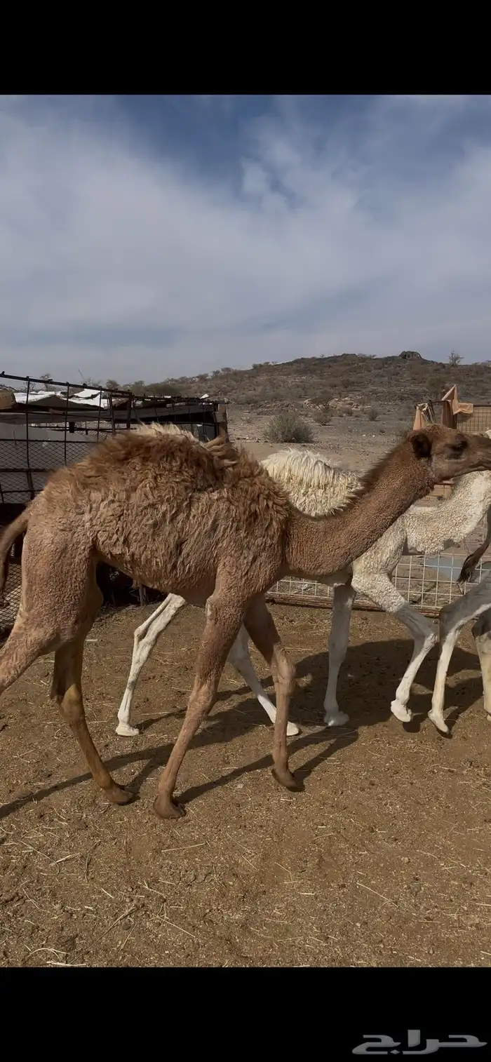 حشو تربه للبيع 1