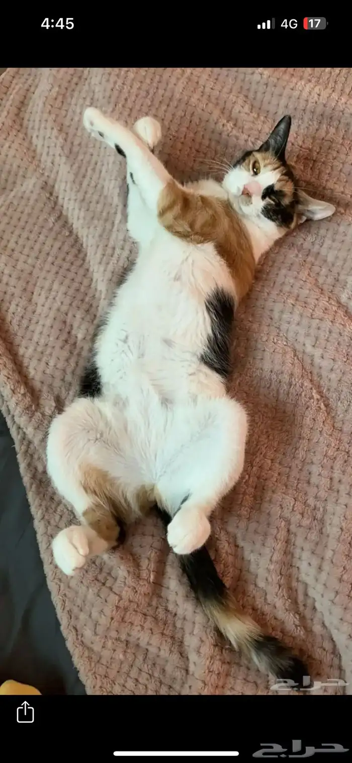 قطط للتبني 0