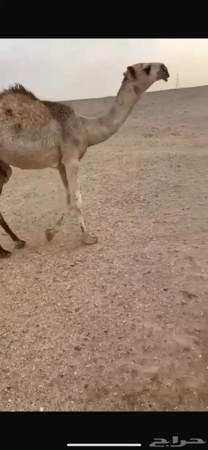 قعود أوضح فاخر مشروع فحل 1