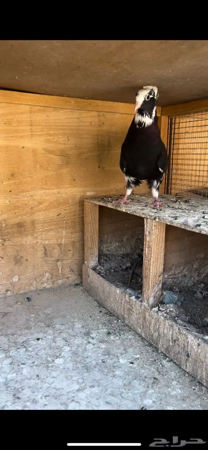 حمام قطيفي للبيع (تم البيع ) 12