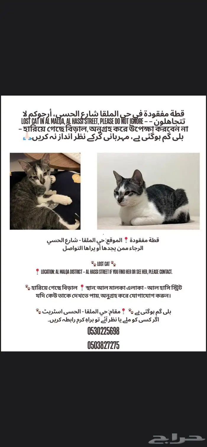 قطة مفقوده في حي الملقا 0