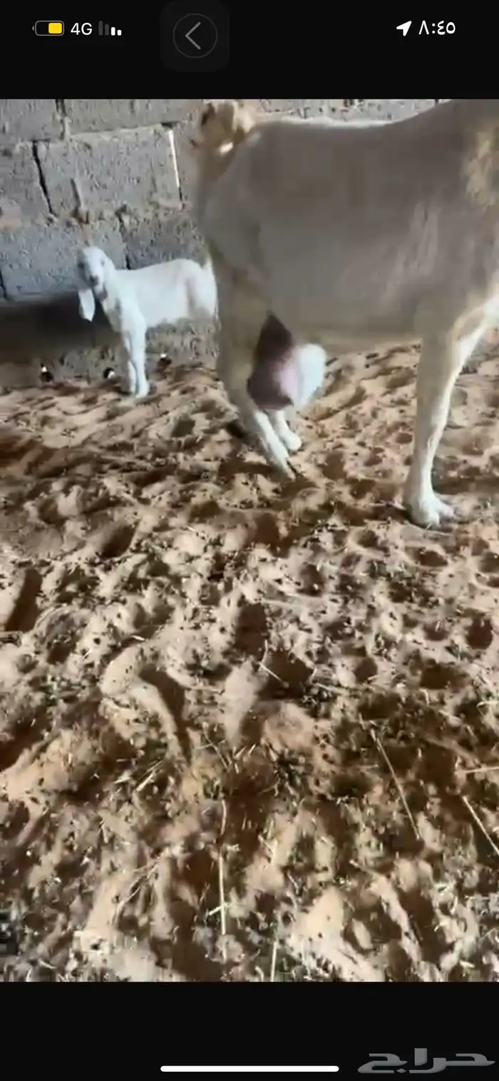 عنز متوم حليب وافرر 2