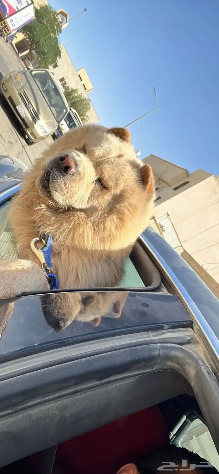 لأبي كلب Chow Chow 0