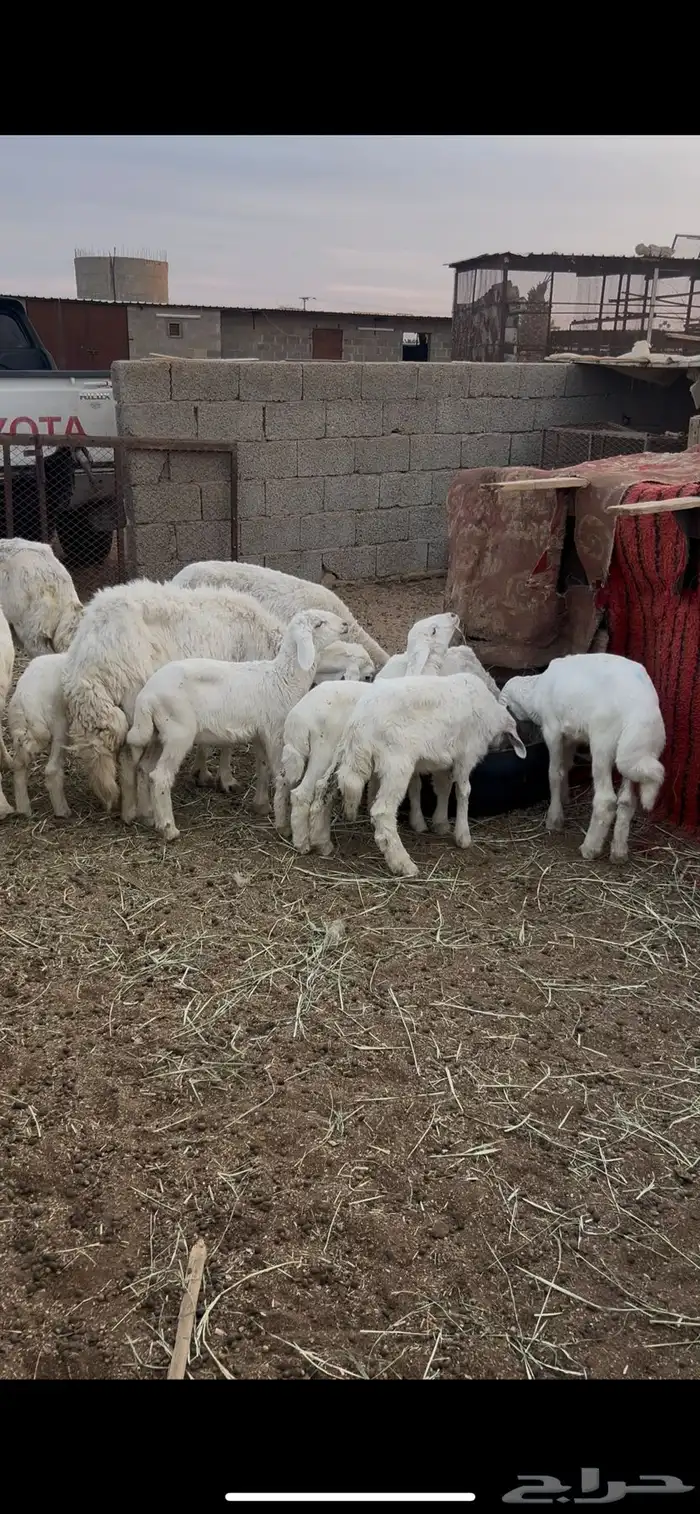 حريات متابيع 0