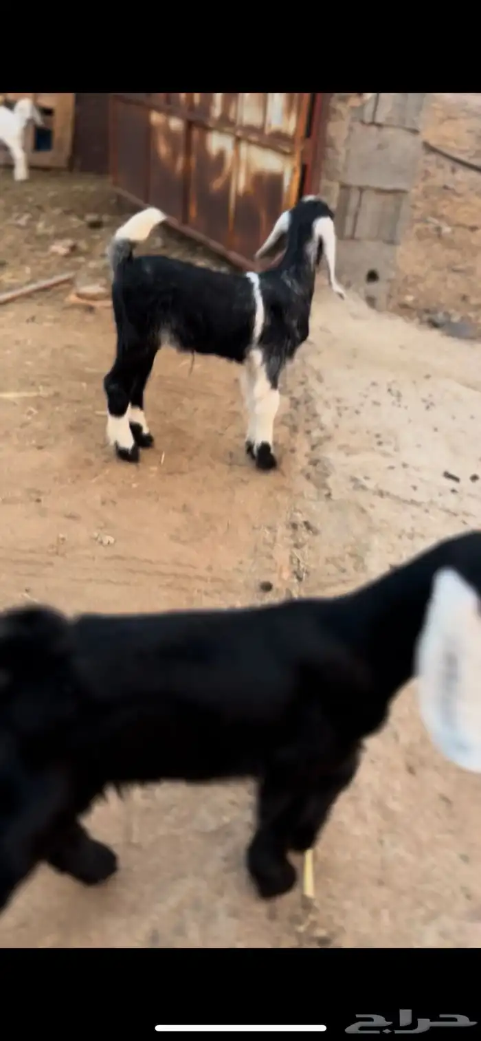 تيسين العمر 23 2