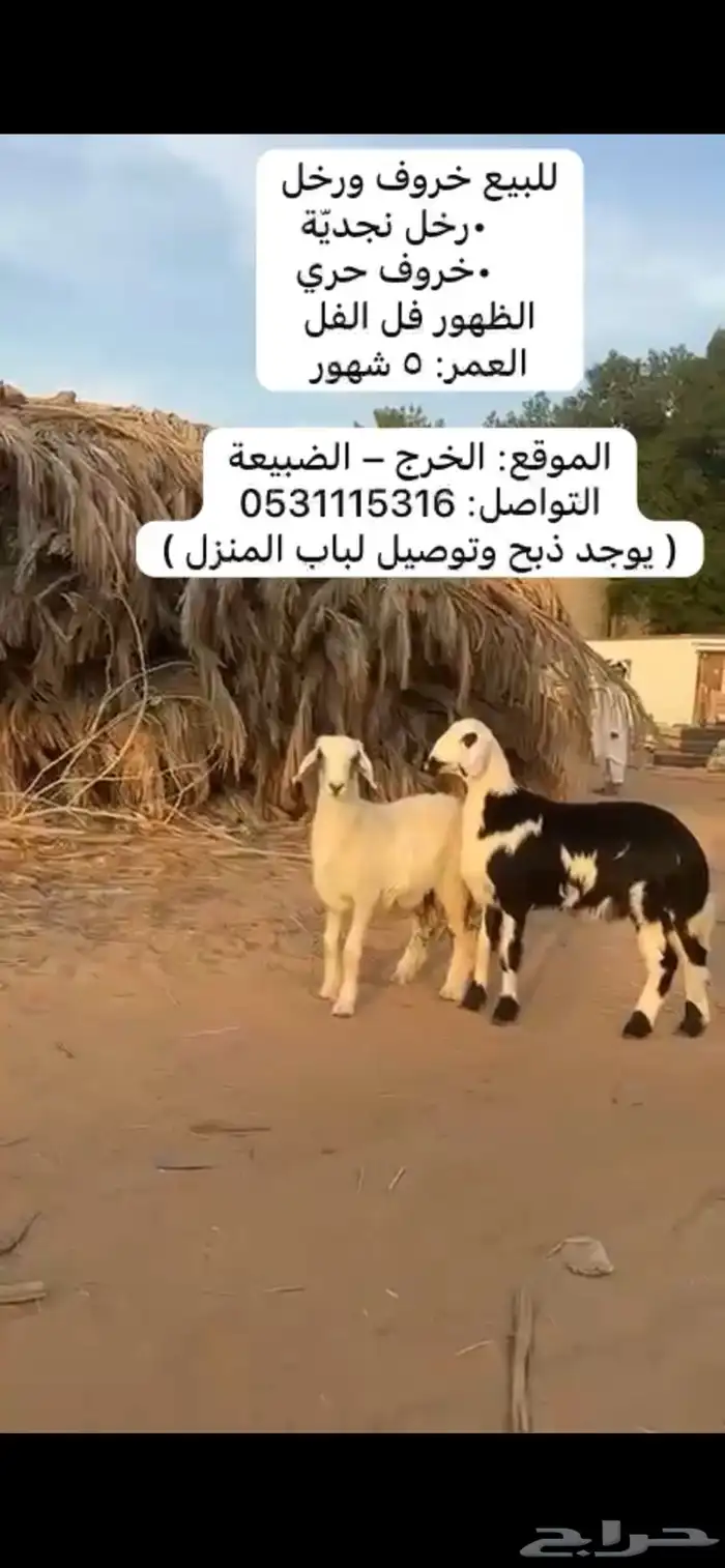 خروف و رخل دواء الثلاجة 2