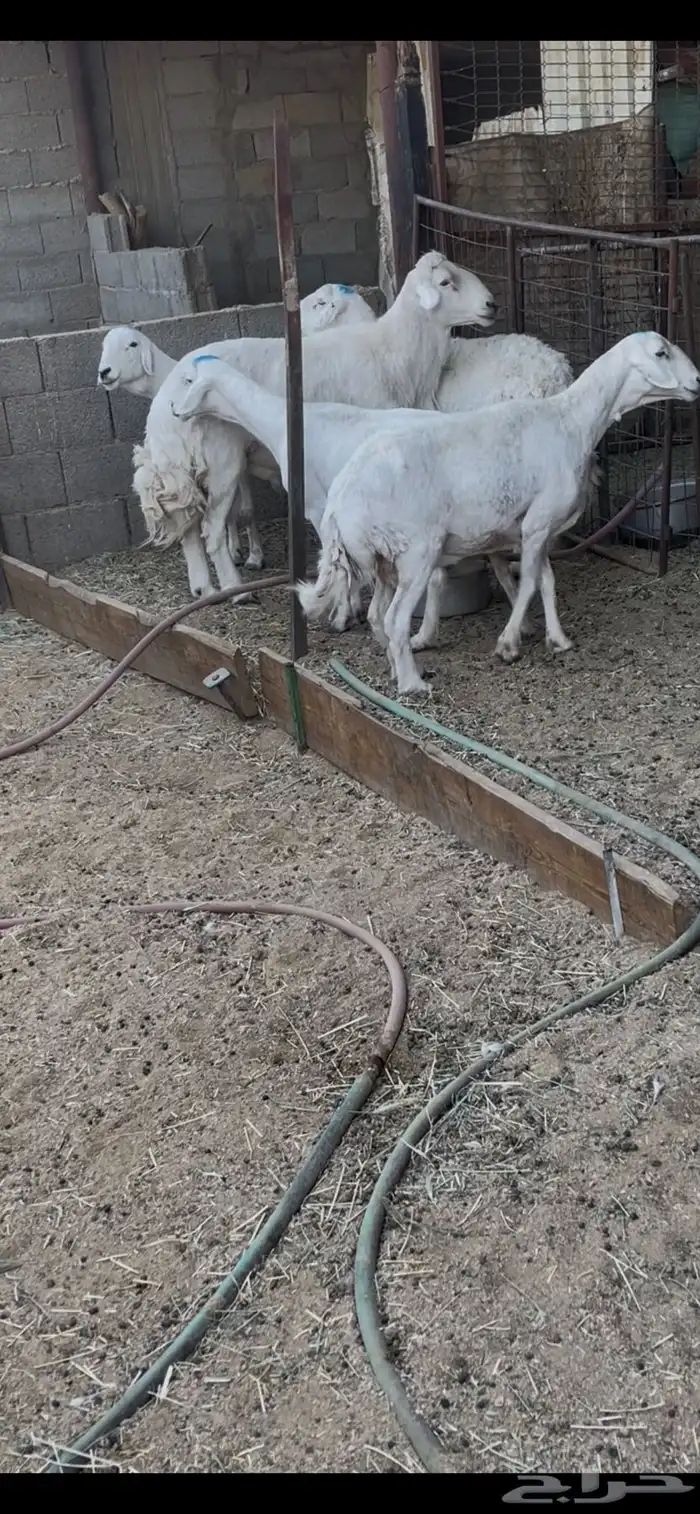 أربع ضان حريات وفحلها عدد 5 ب الفحل الأسنان جمع ظروسها زينه 2