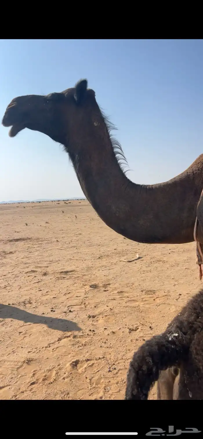 خلفة مجهم كفو 5