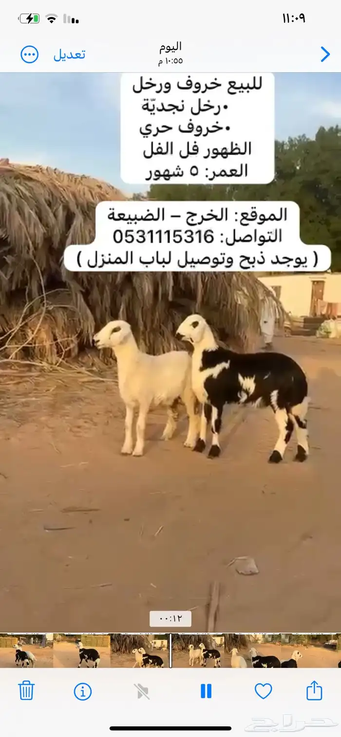 خروف و رخل دواء الثلاجة 3