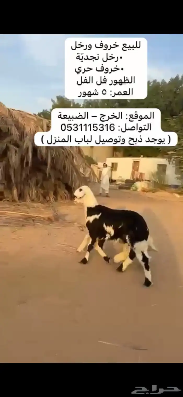 خروف و رخل دواء الثلاجة 1