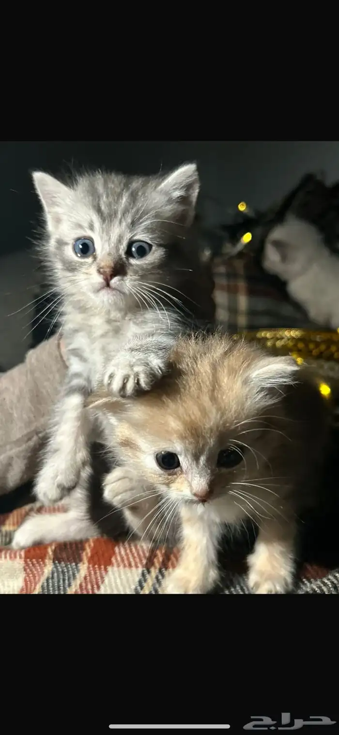 قطط كيتن للبيع 3