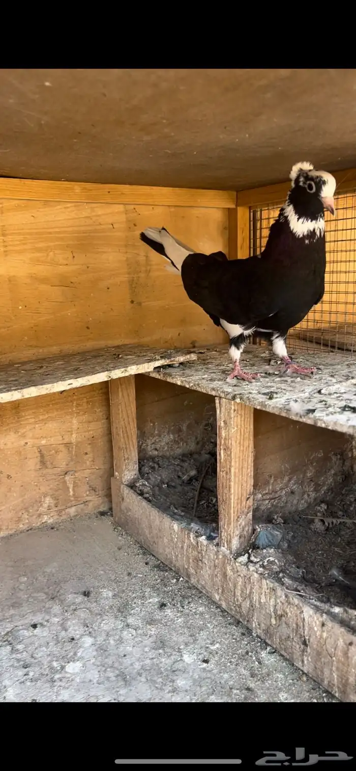 حمام قطيفي للبيع (تم البيع ) 13