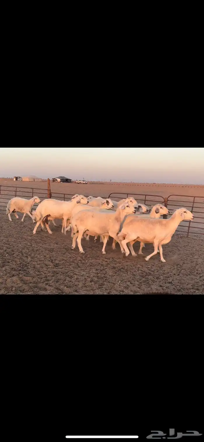 غنم حريه طيبه 1