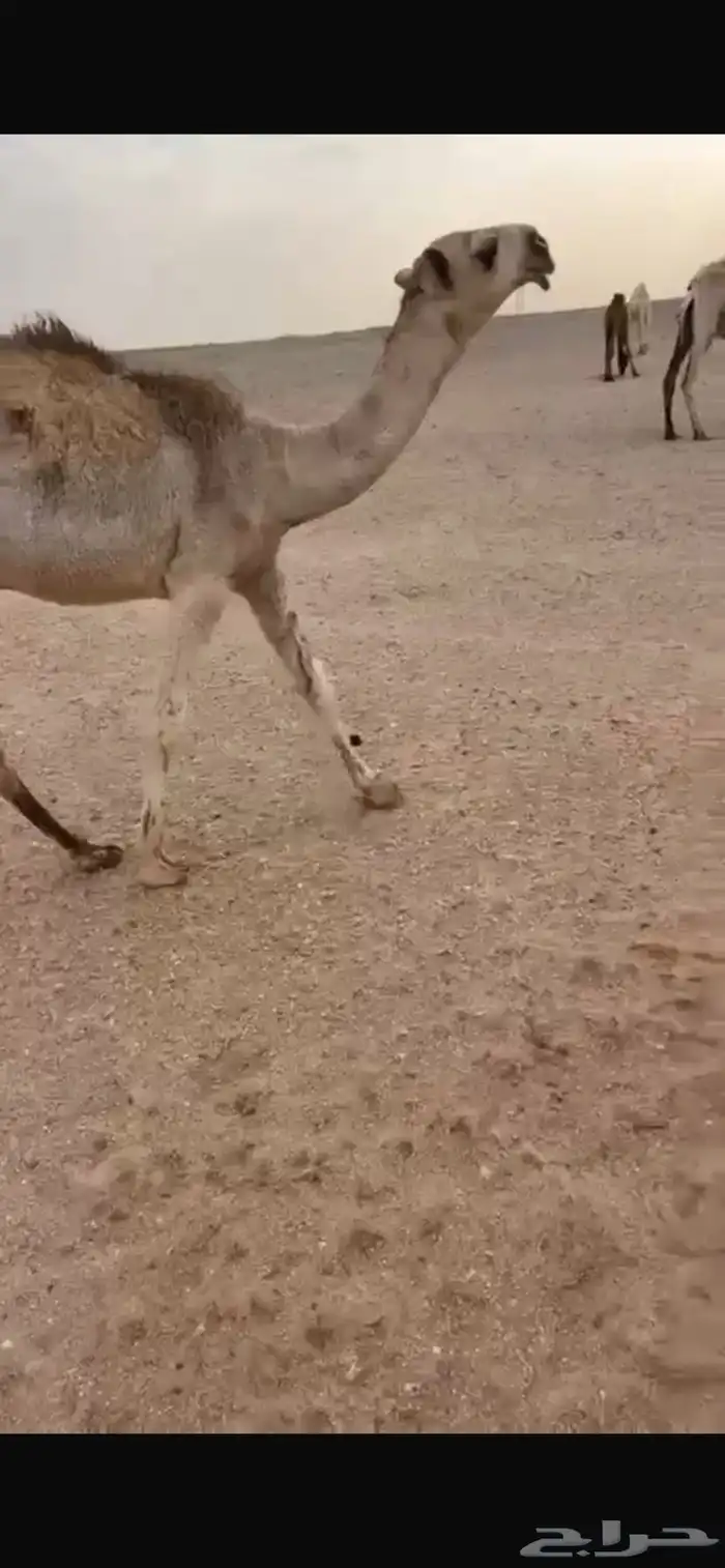 قعود أوضح فاخر مشروع فحل 3