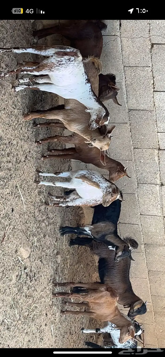 تيوس وعنقان 1