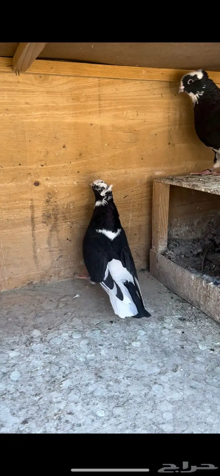 حمام قطيفي للبيع (تم البيع ) 16