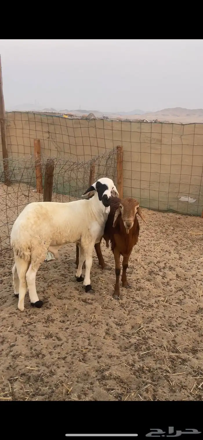 ذبائح حري وسواكني نظيفة على البرسيم والشعير شرط 4