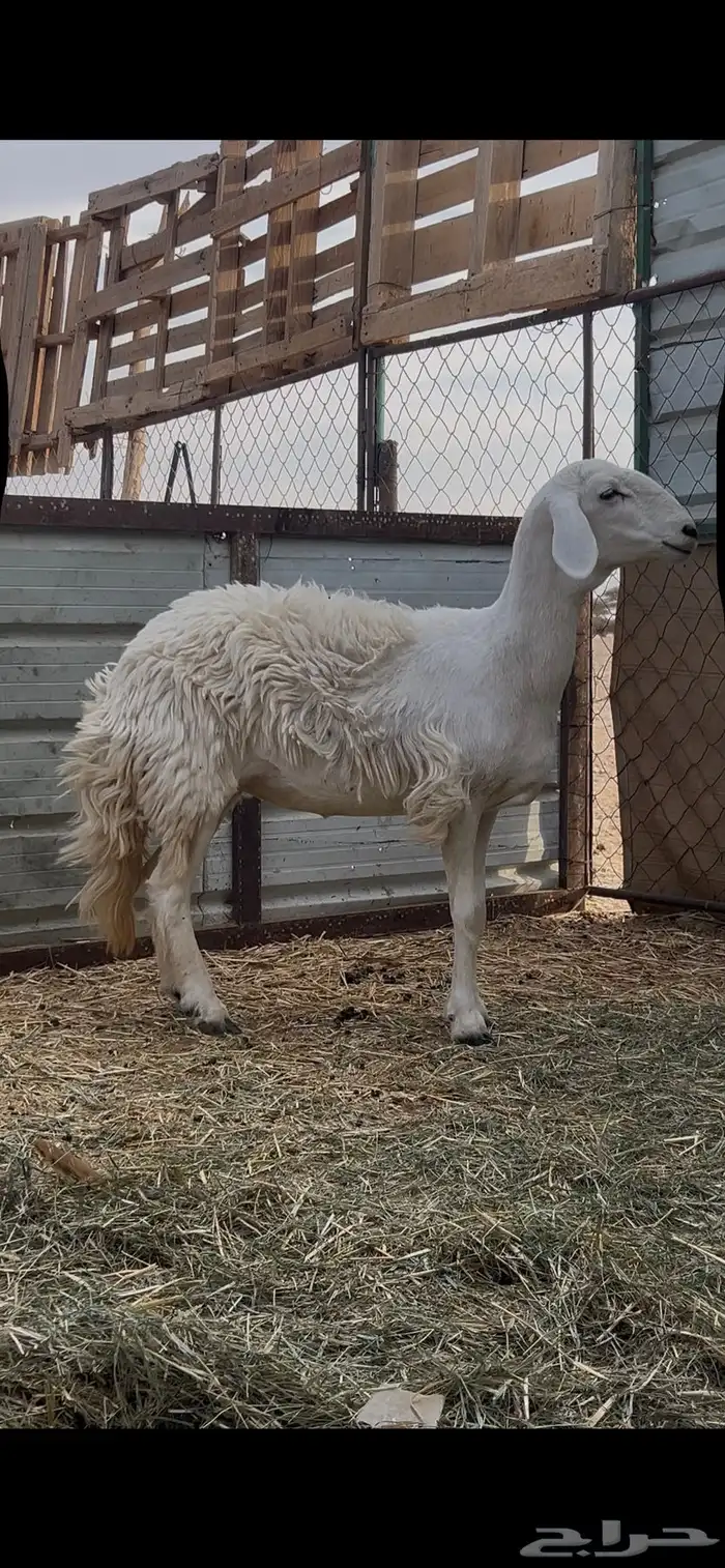 حريه صنف للبيع 1