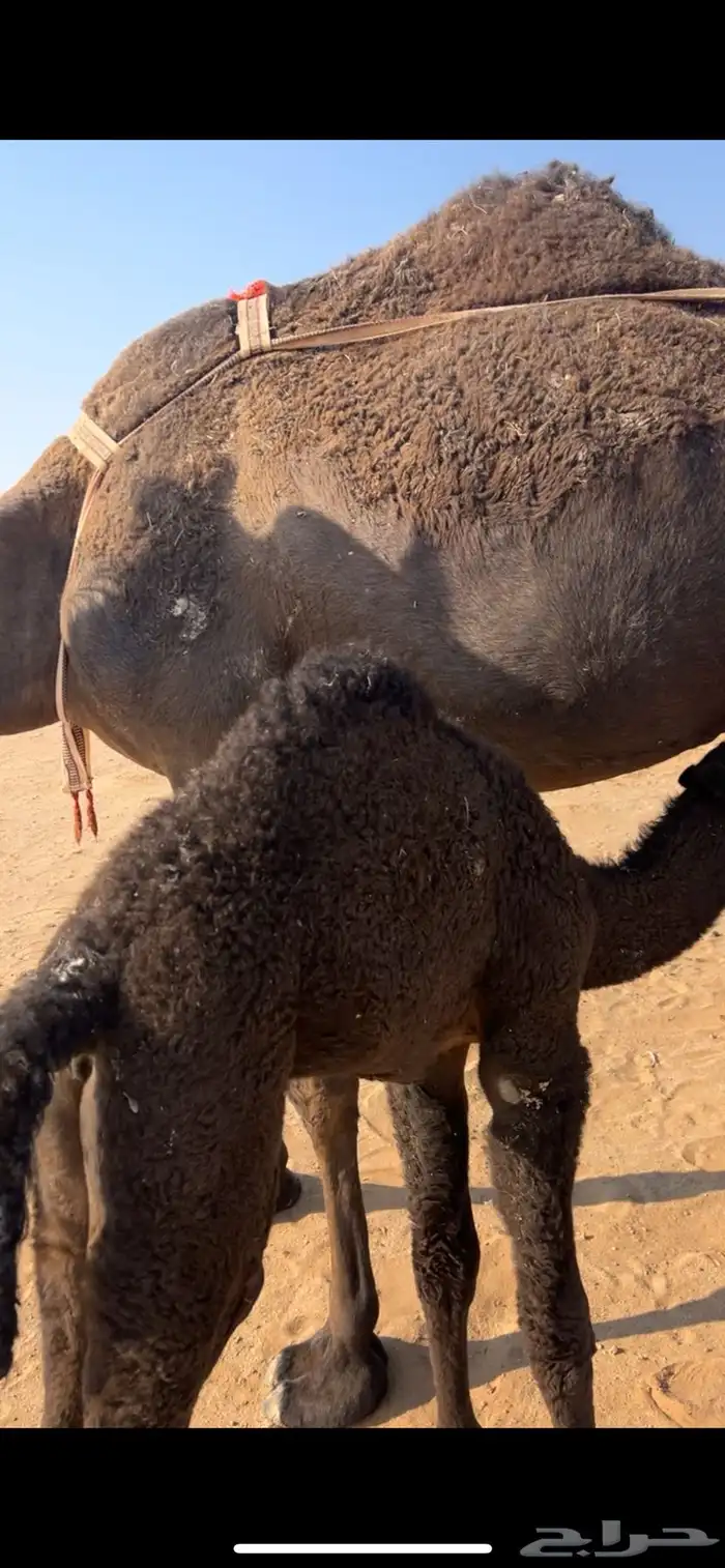 خلفة مجهم كفو 3