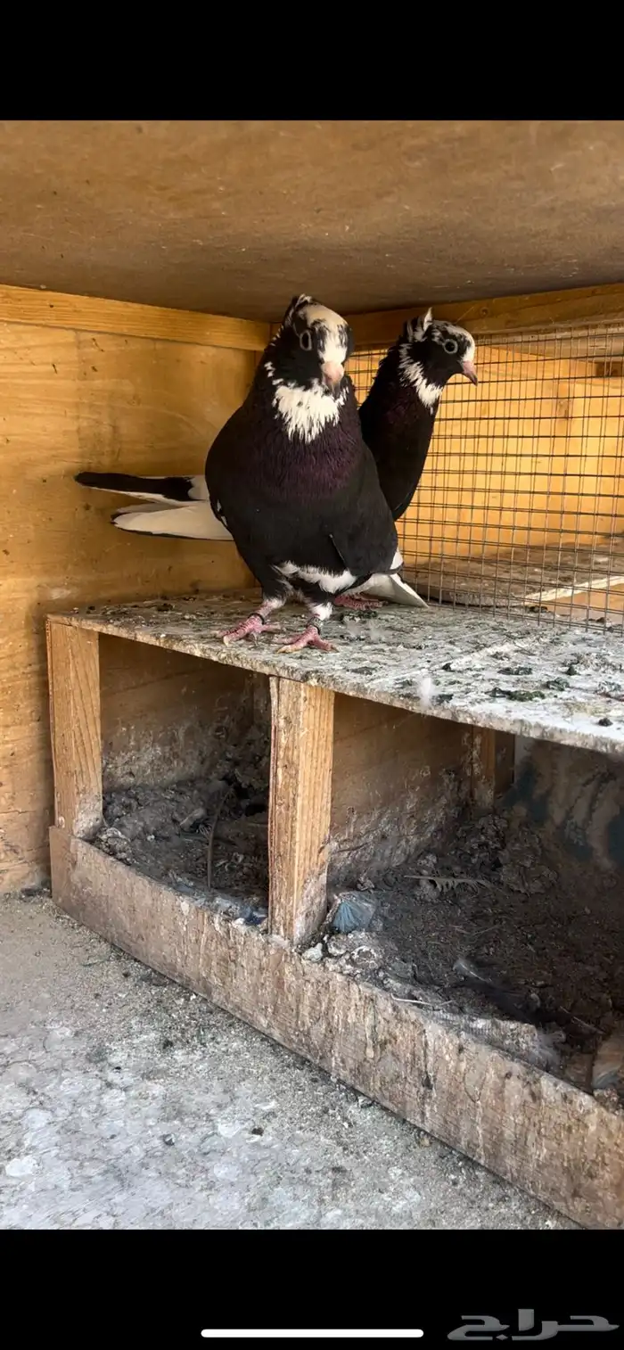 حمام قطيفي للبيع (تم البيع ) 14