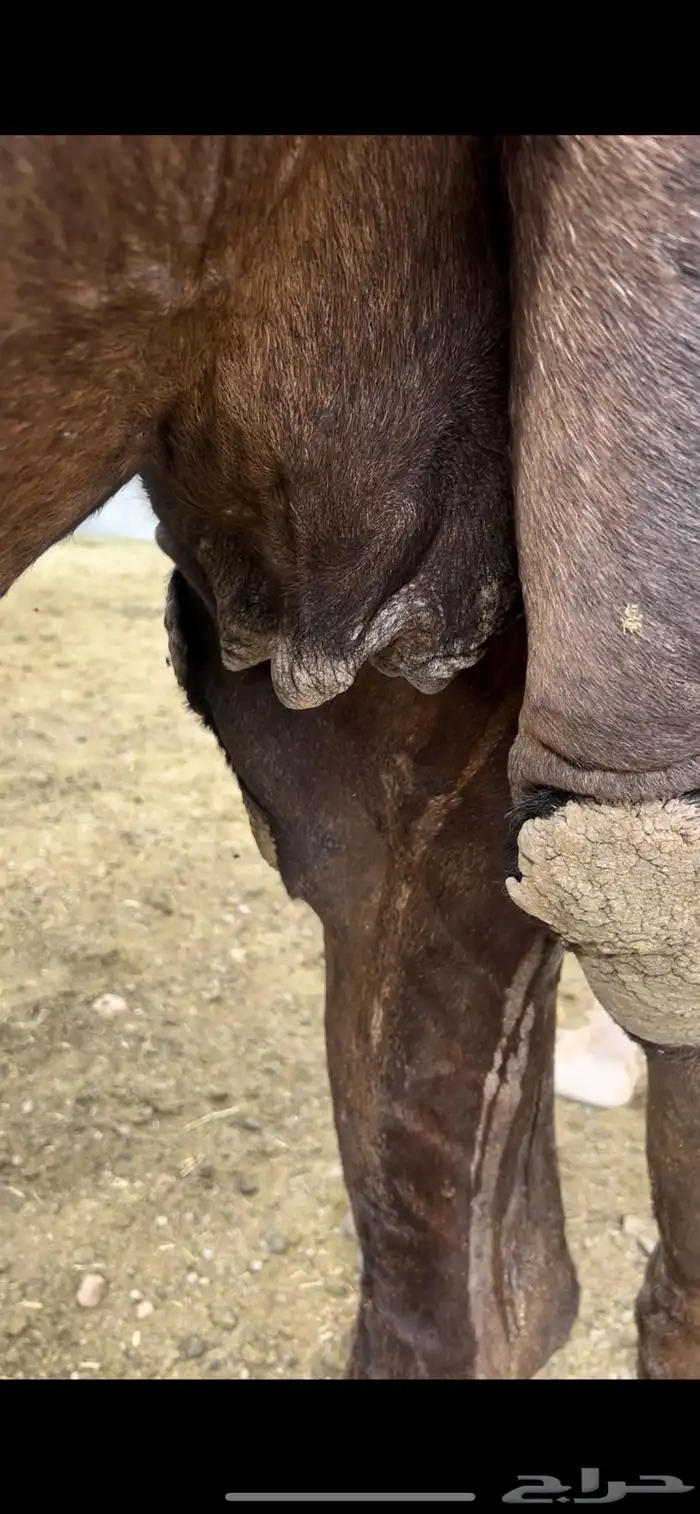 ناقتين مجاهيم امهات حليب 0