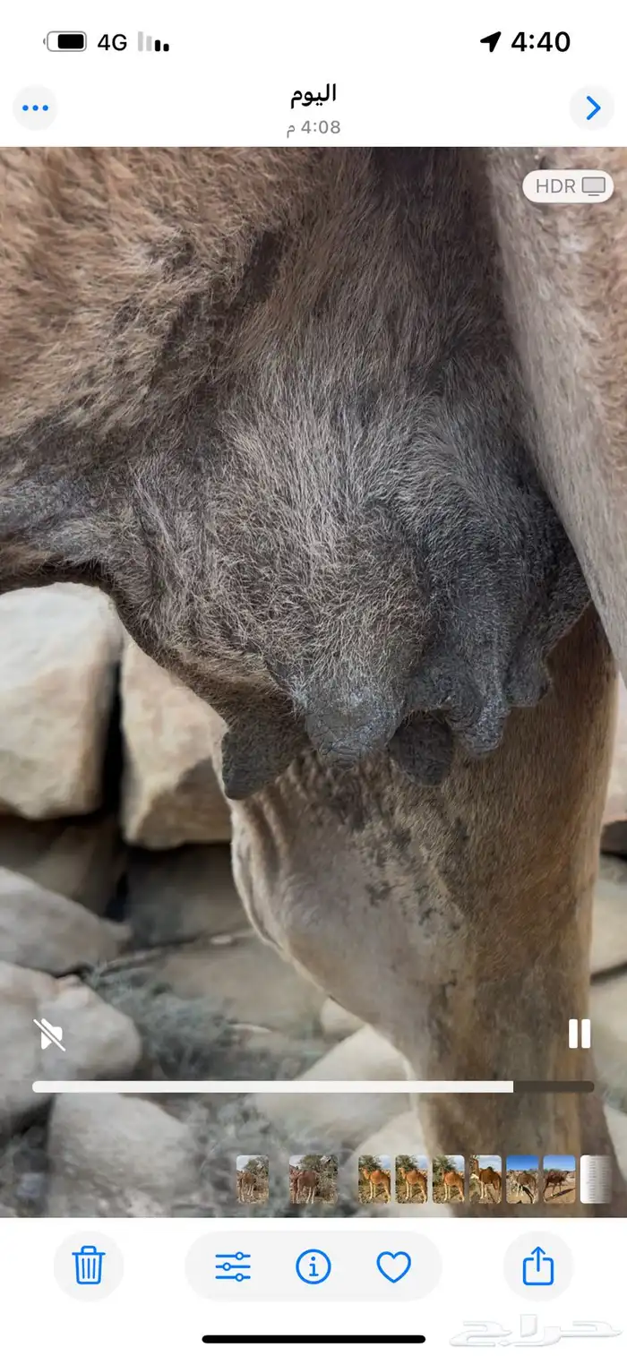 ناقه حمراء من العوادي 5