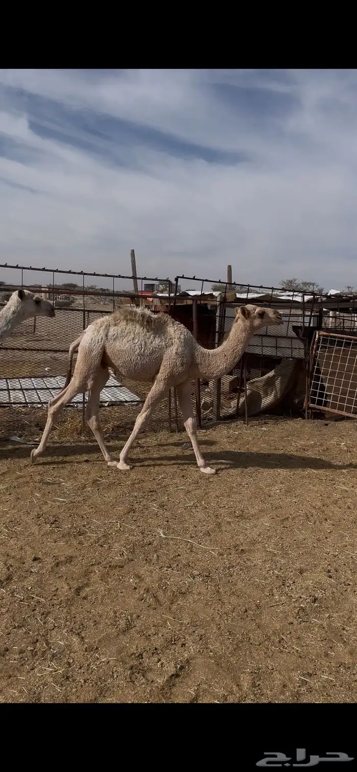 حشو تربه للبيع 0