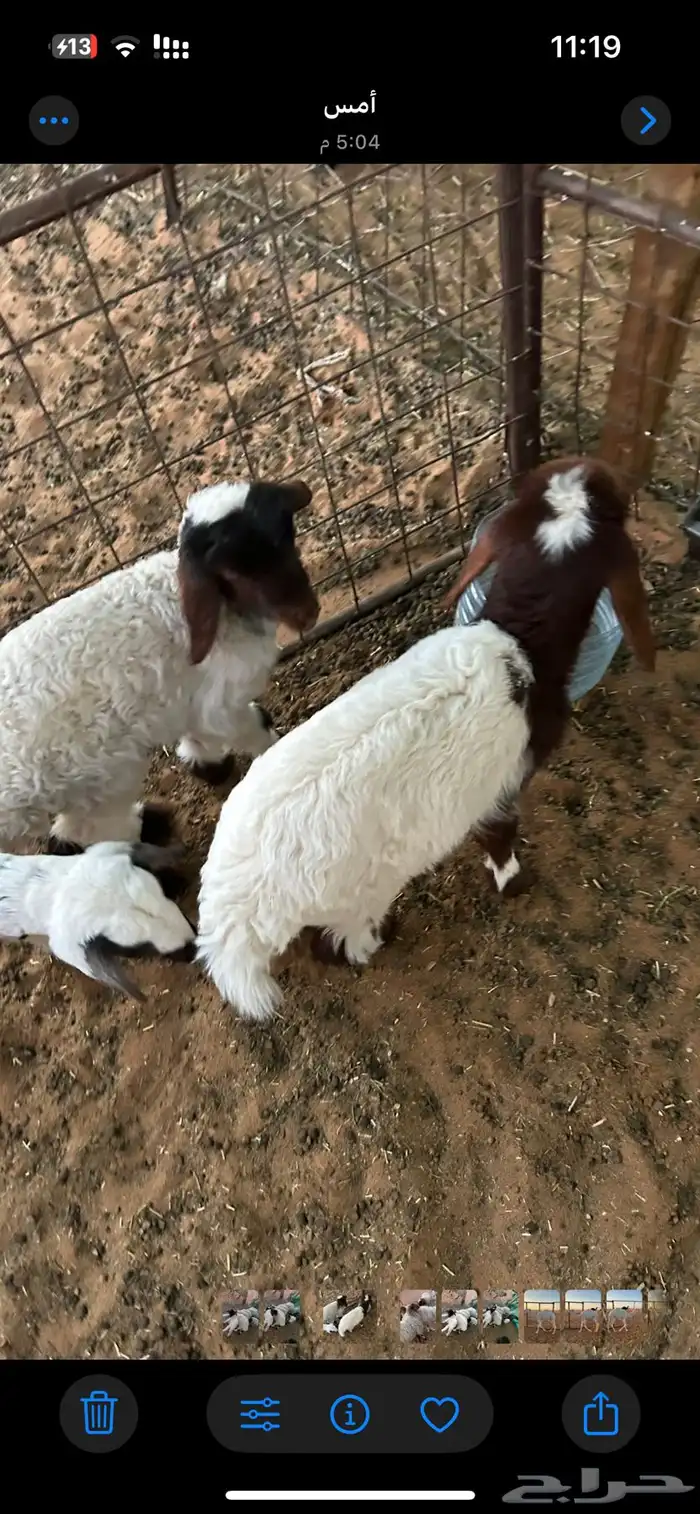 رغايث نعيم العدد 7 1