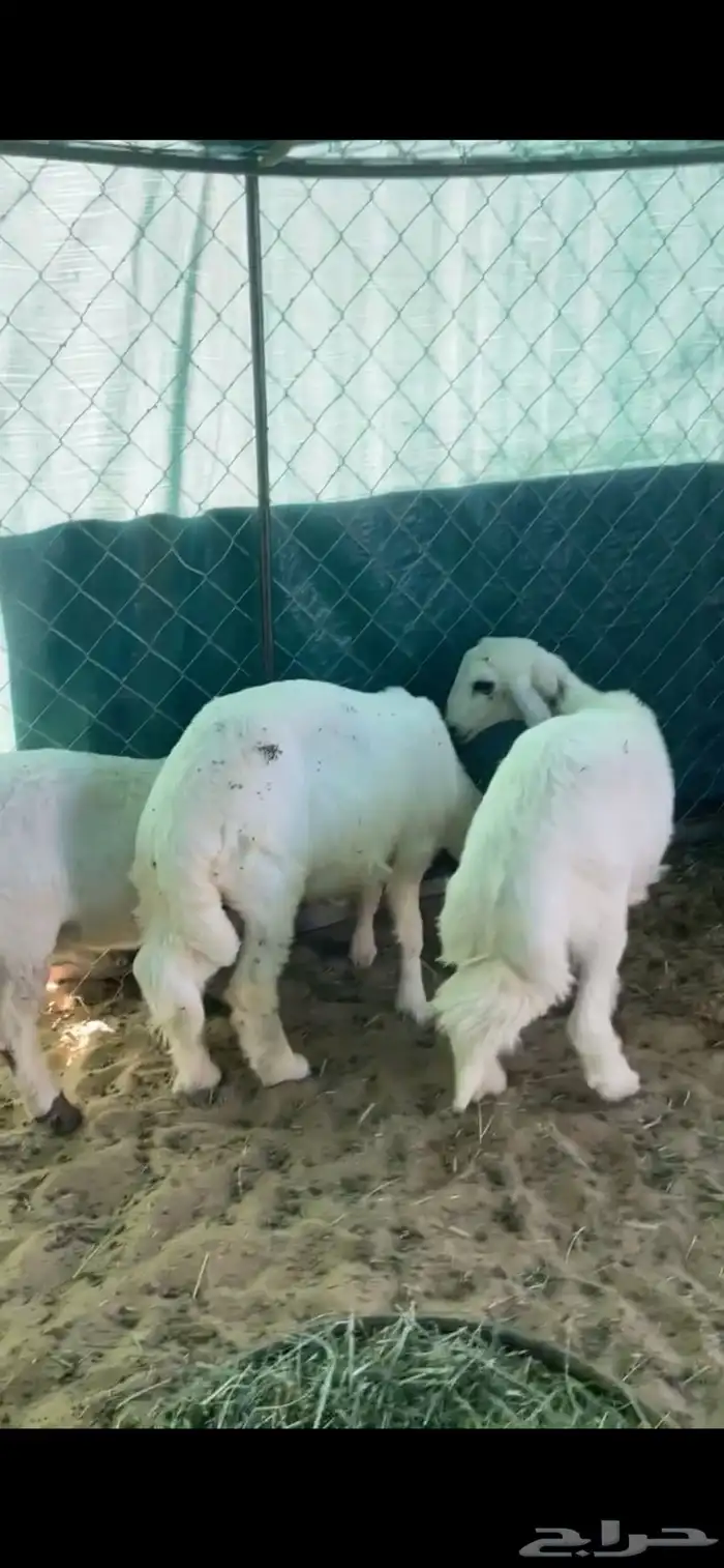 ثلاثه خرفان بلديات فل الفل 4