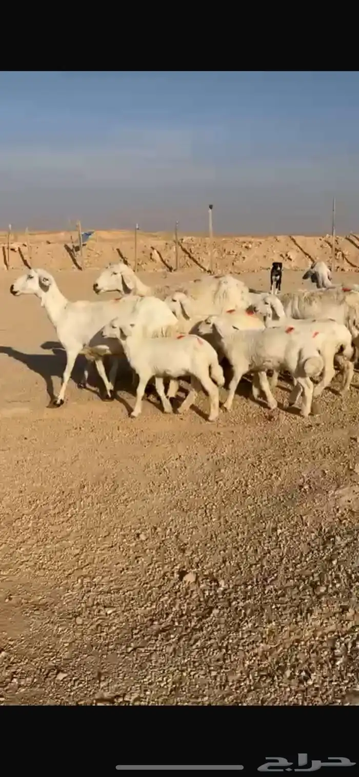 غنم حري متويم علي ثنين 0