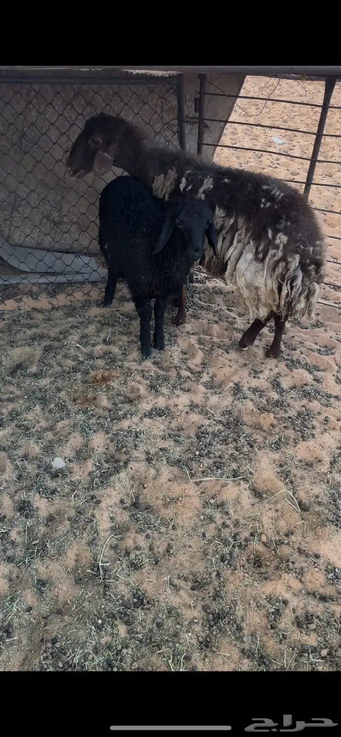رغوث معها خروف 3