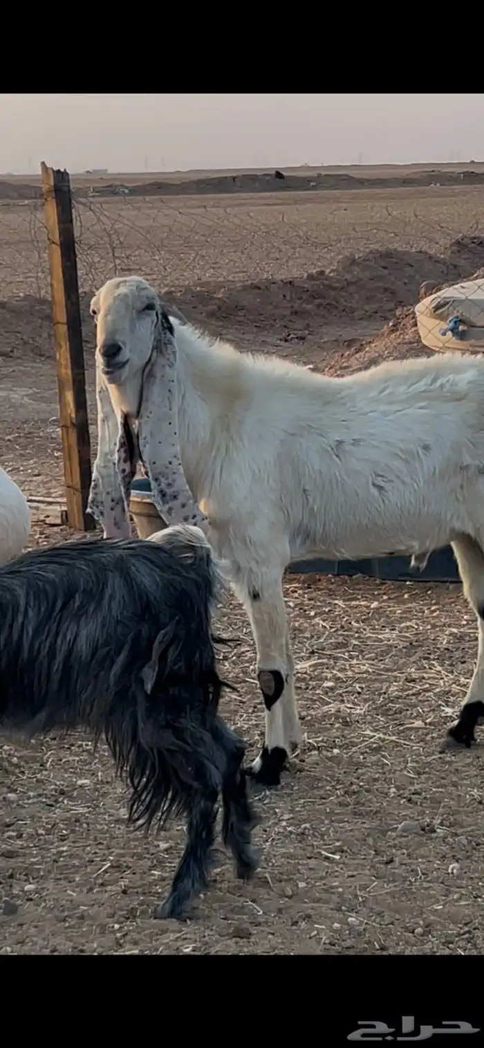 تيس هولندي فحل شرط القريع 1