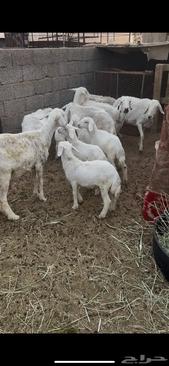 حريات متابيع 4