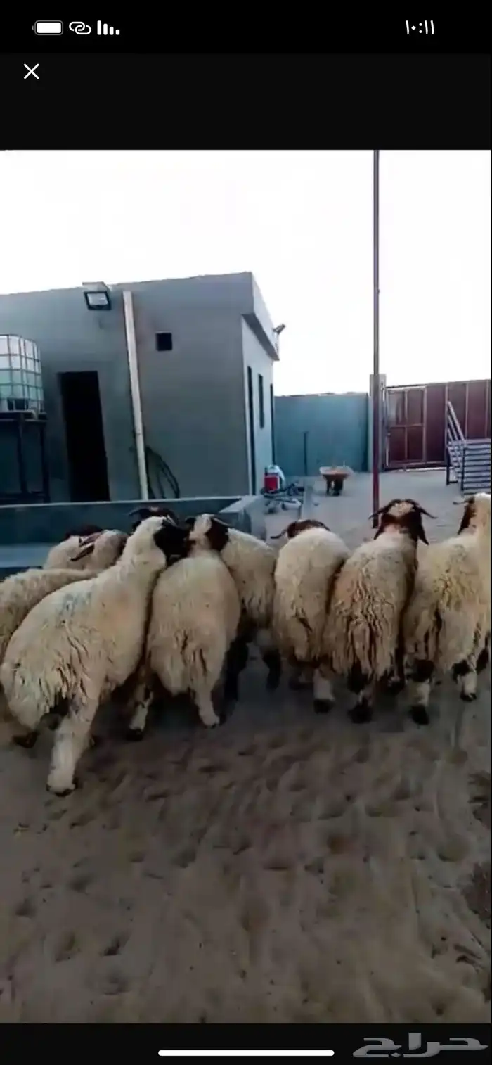 جذعان نعيم بلدي 0