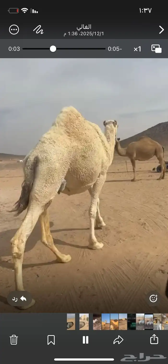 ناقه ملاقي 0