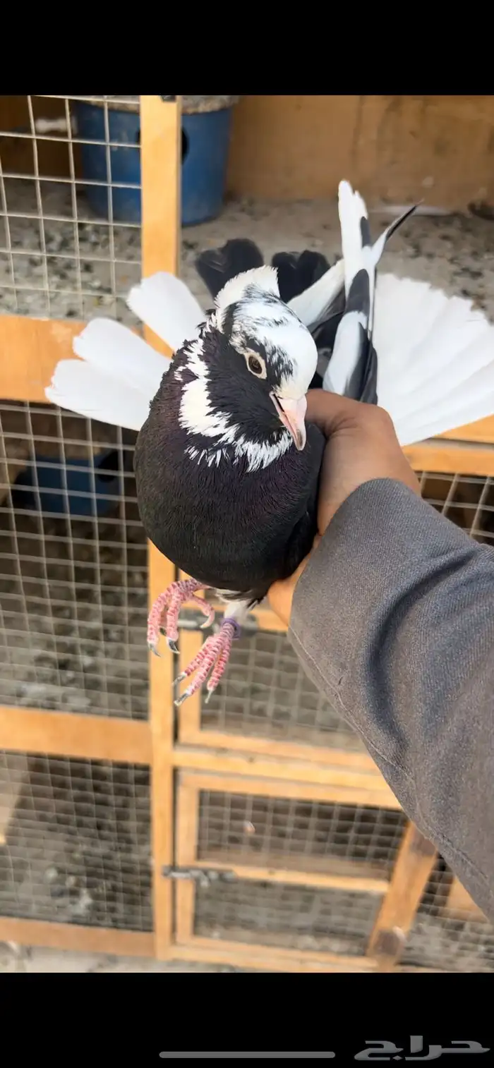 حمام قطيفي للبيع (تم البيع ) 1