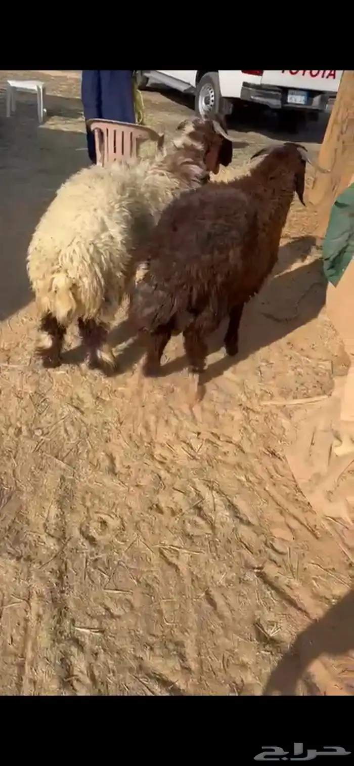 للبيع طليان نعيم بلدي فاخره 0