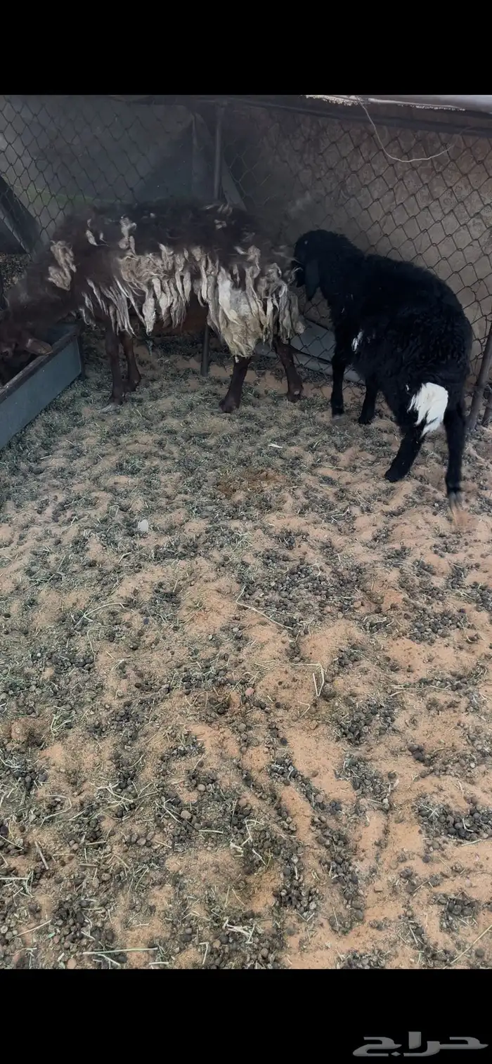 رغوث معها خروف 2