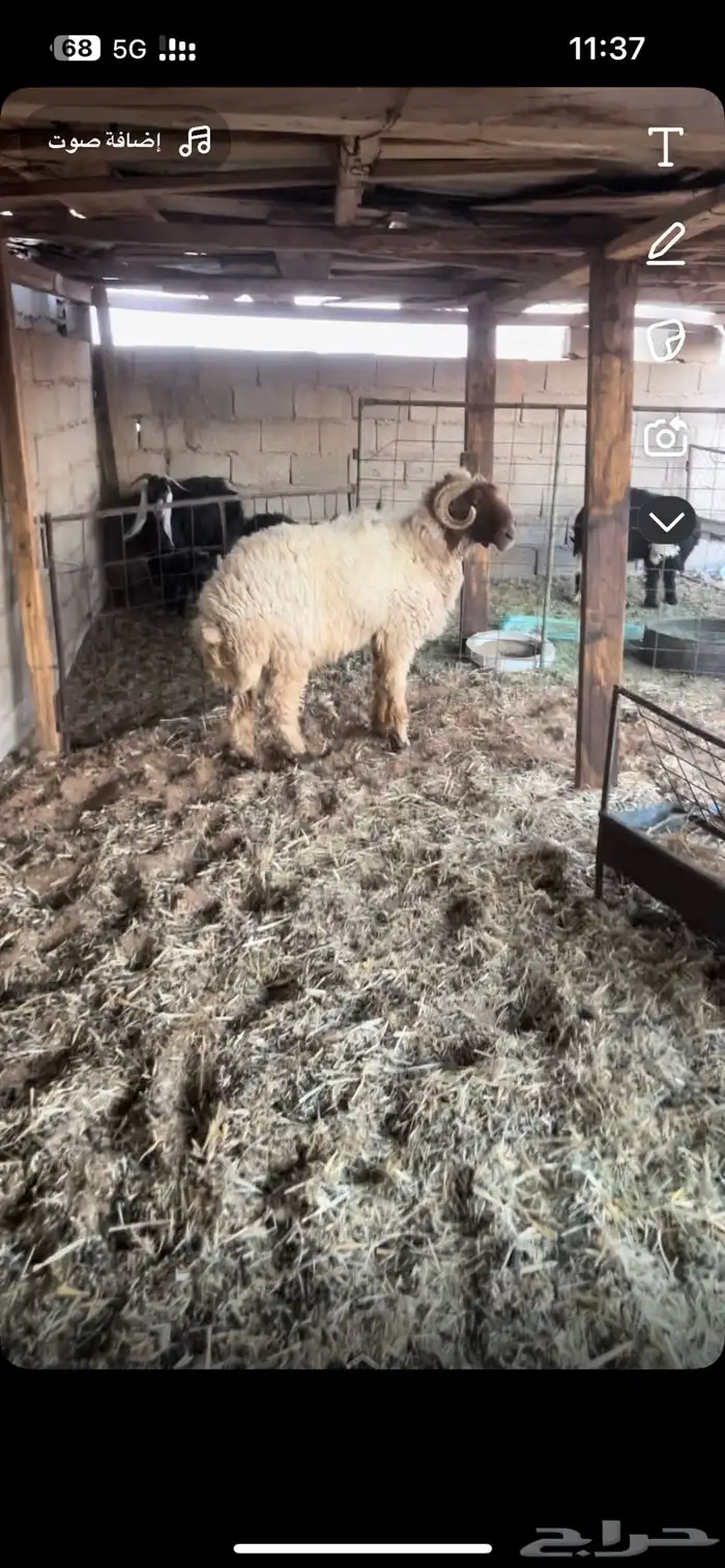 للبيع خروف 0
