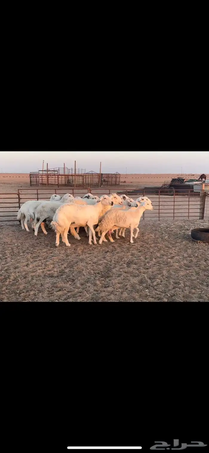 غنم حريه طيبه 3