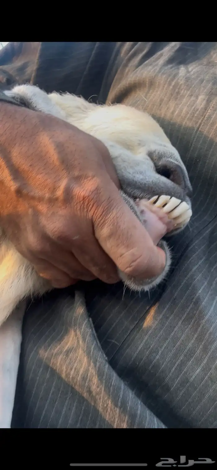 تيس هولندي فحل شرط القريع 4