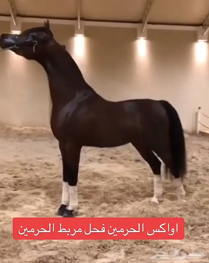 حصان سوبر بورق 4