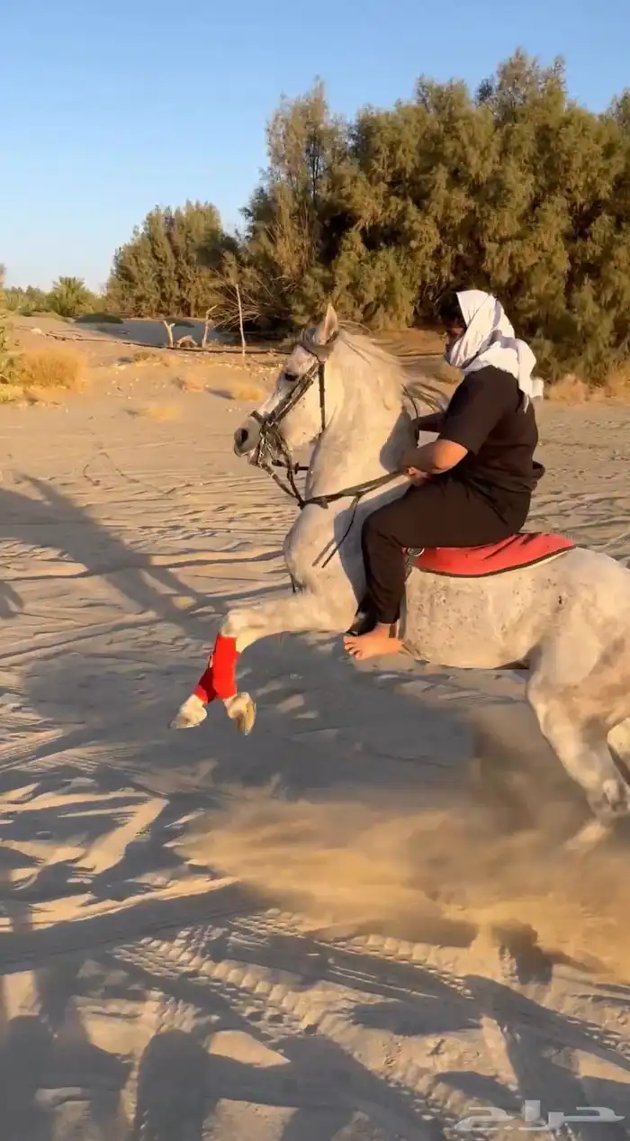 حصان شعبي شيخ 0