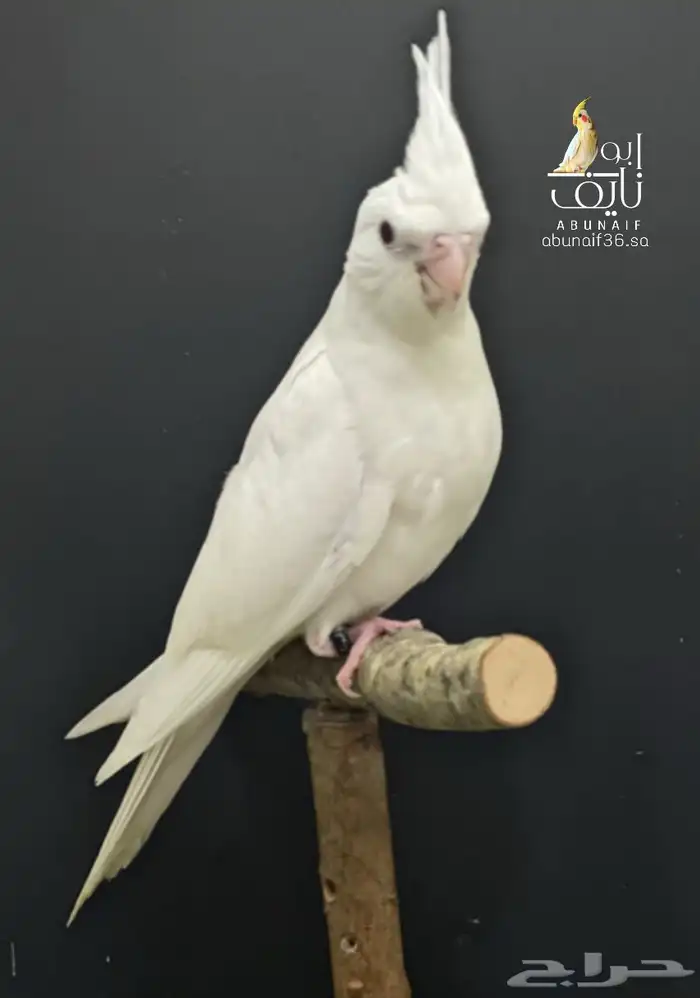 فرخ كروان البينو 0