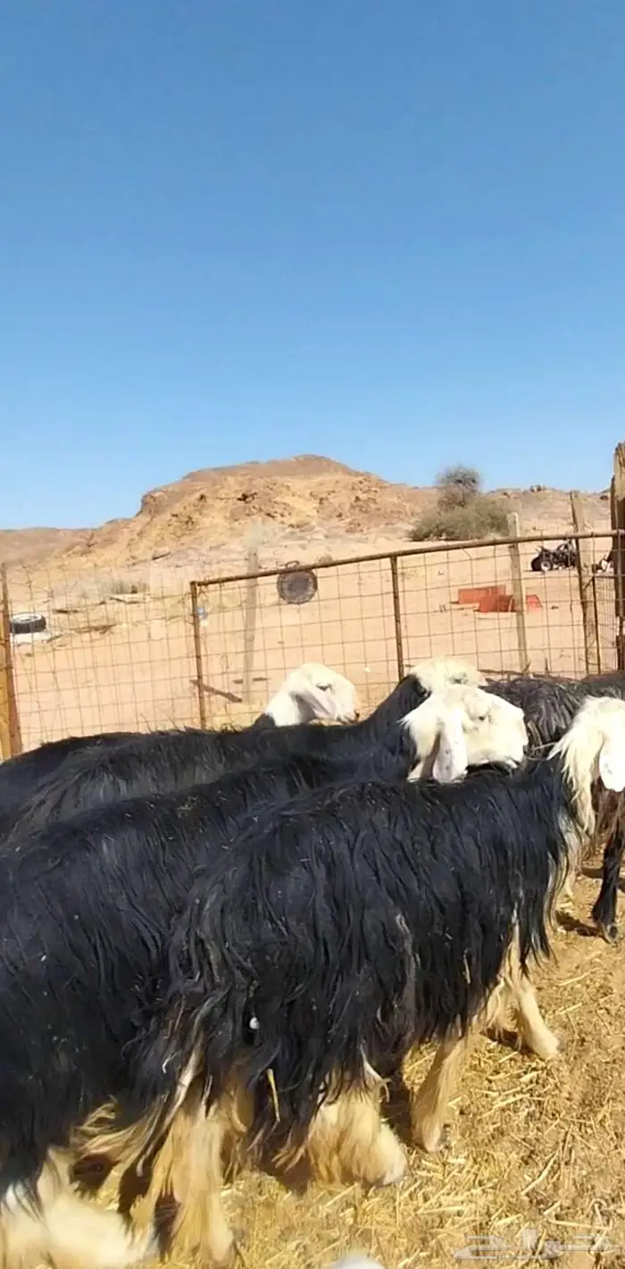 شياه نجد صنف متابيع ومضاريع 1