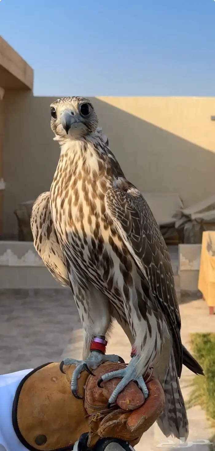 طير حر للبيع 0