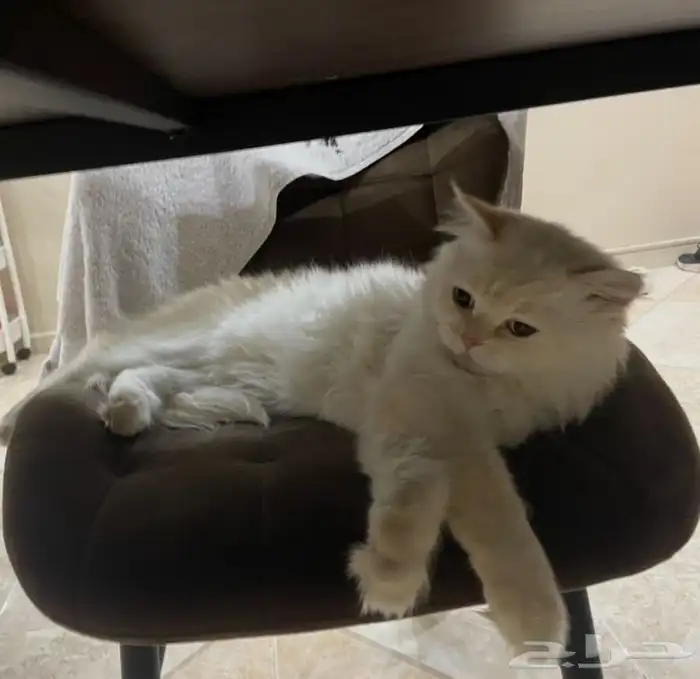 قطة للتزاوج 2