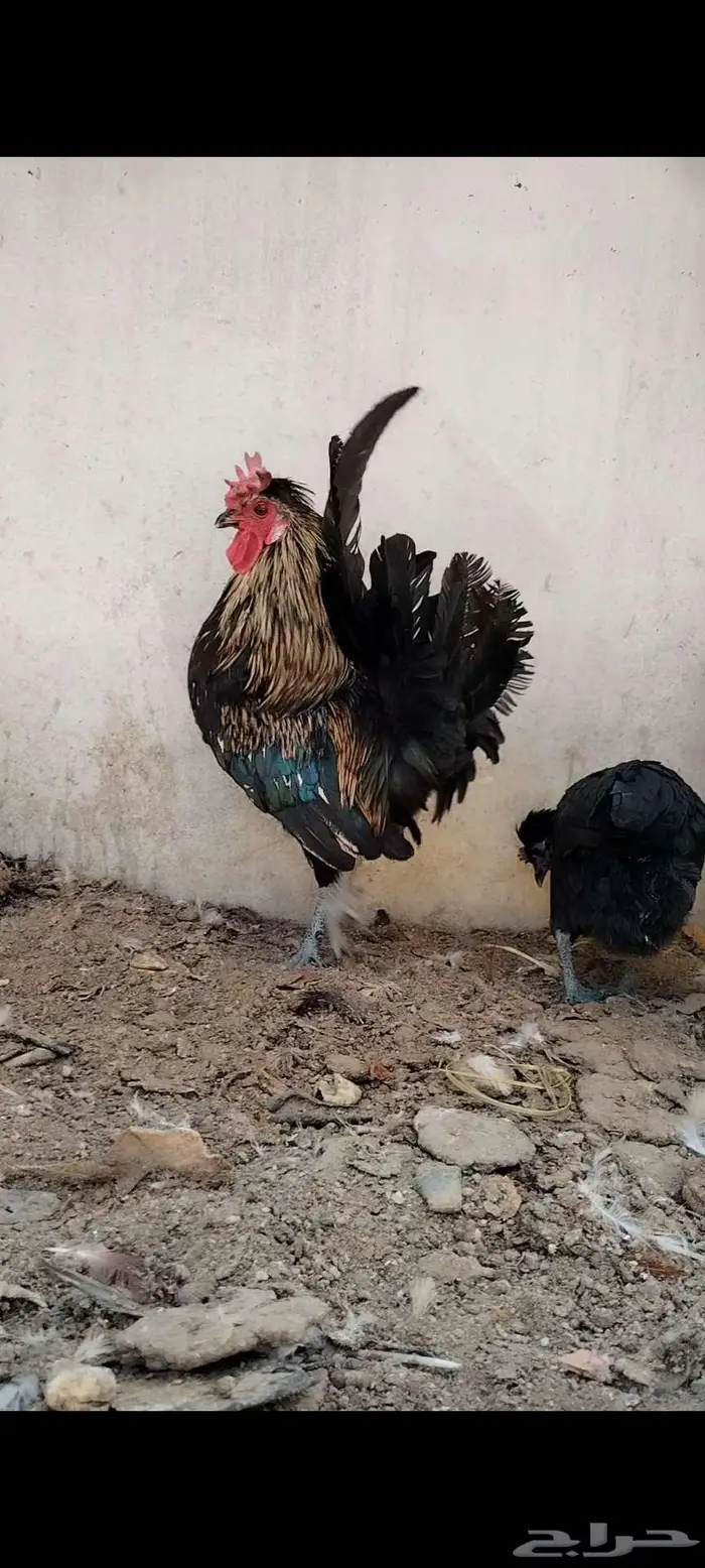 للبيع ذيك و3 دجاجات 4