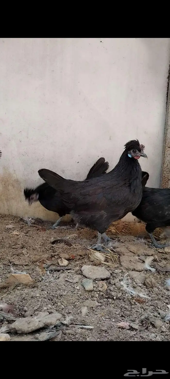 للبيع ذيك و3 دجاجات 7
